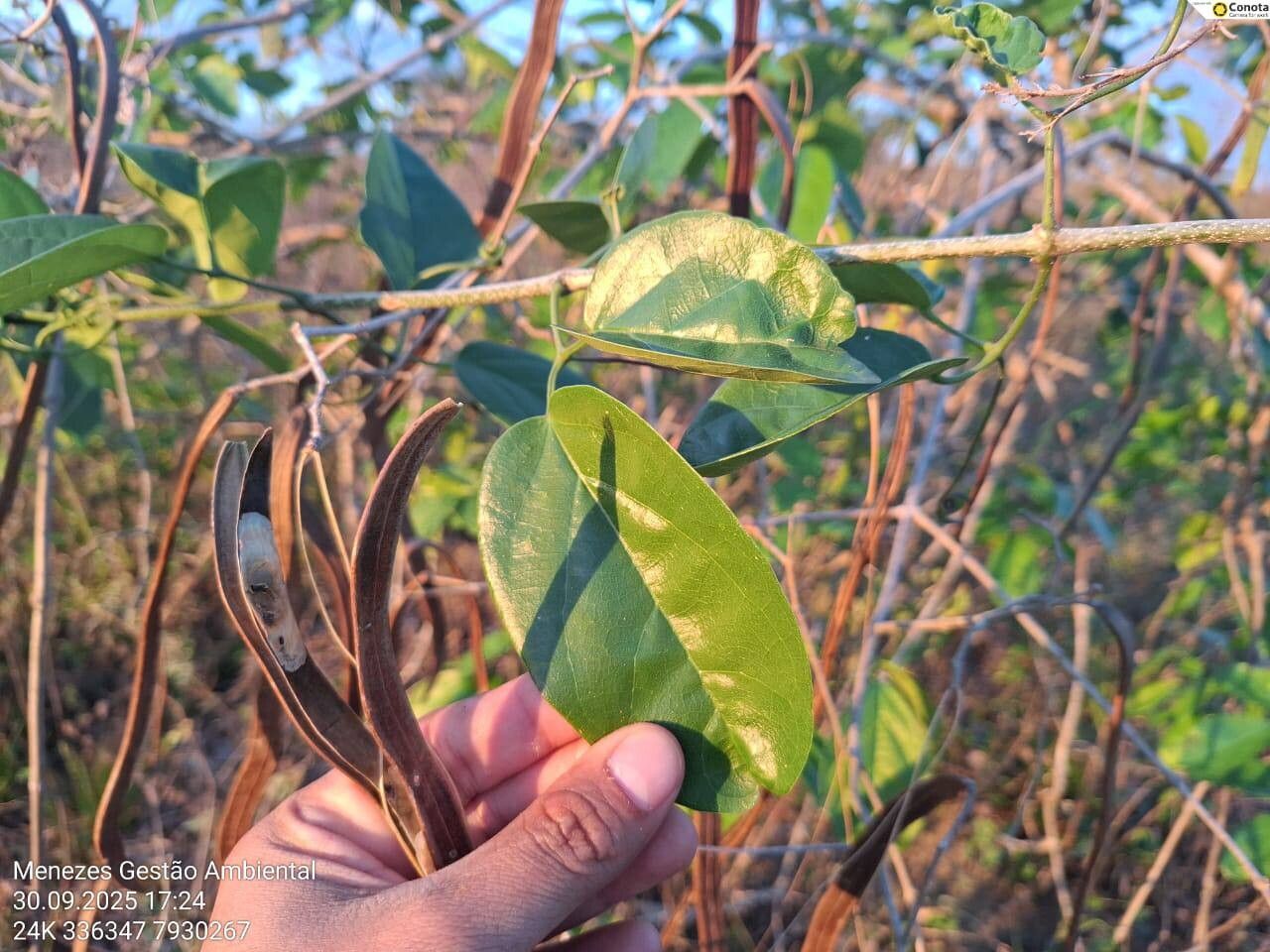 Fridericia conjugata fruit