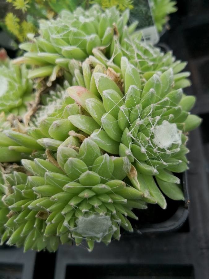 Sempervivum ciliosum habit