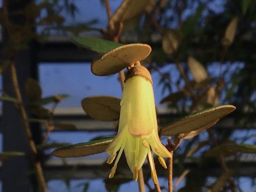 Correa backhouseana flower