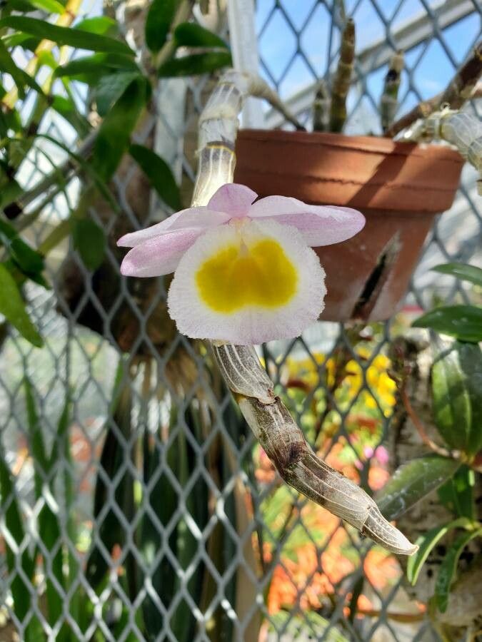 Dendrobium polyanthum — houseplant care guide