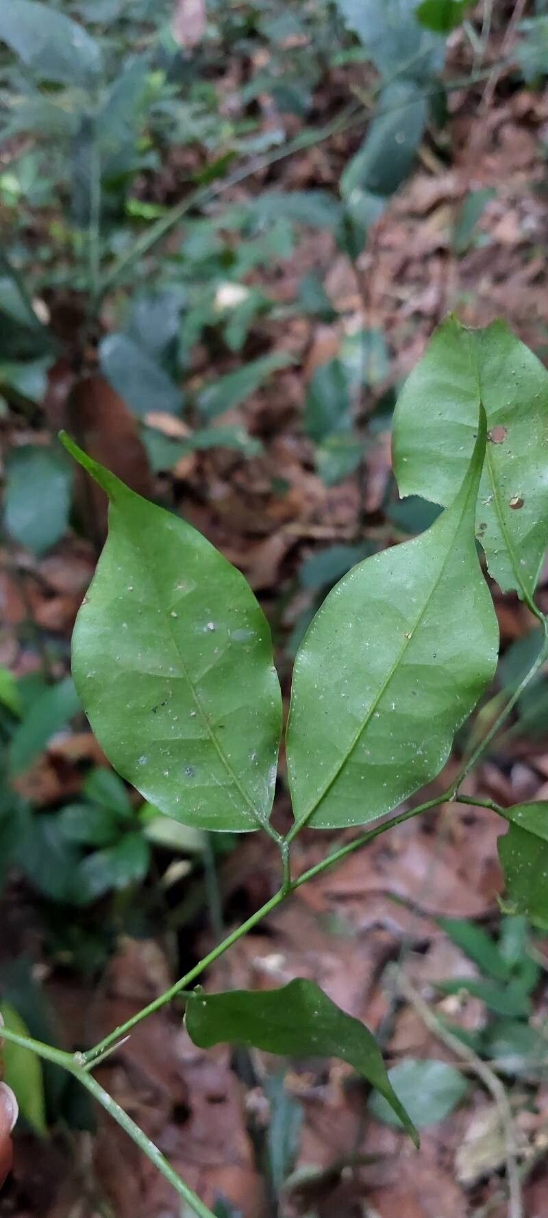 Balanites wilsoniana leaf