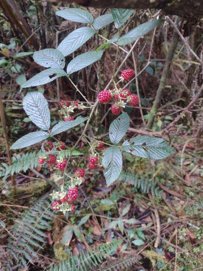 Rubus urticifolius fruit