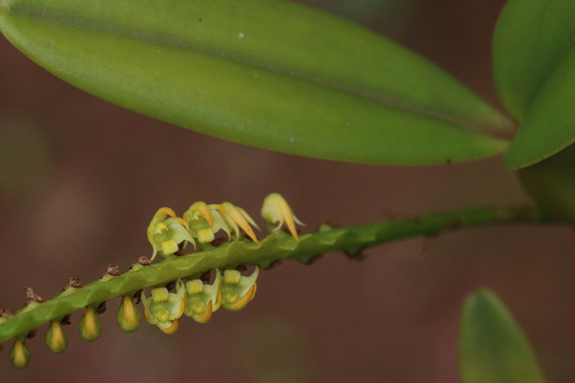 Bulbophyllum scaberulum — houseplant care guide