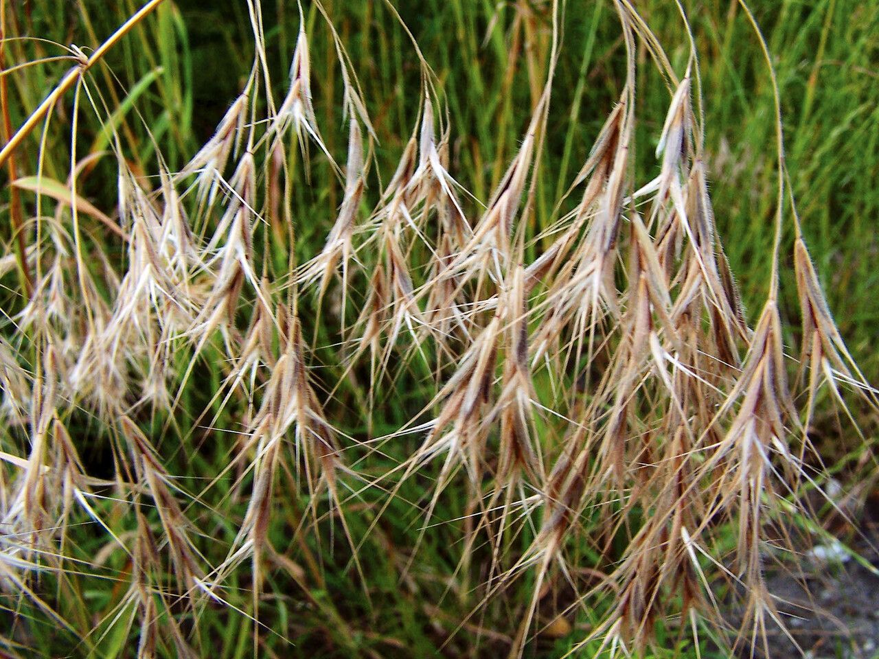 Anisantha tectorum fruit