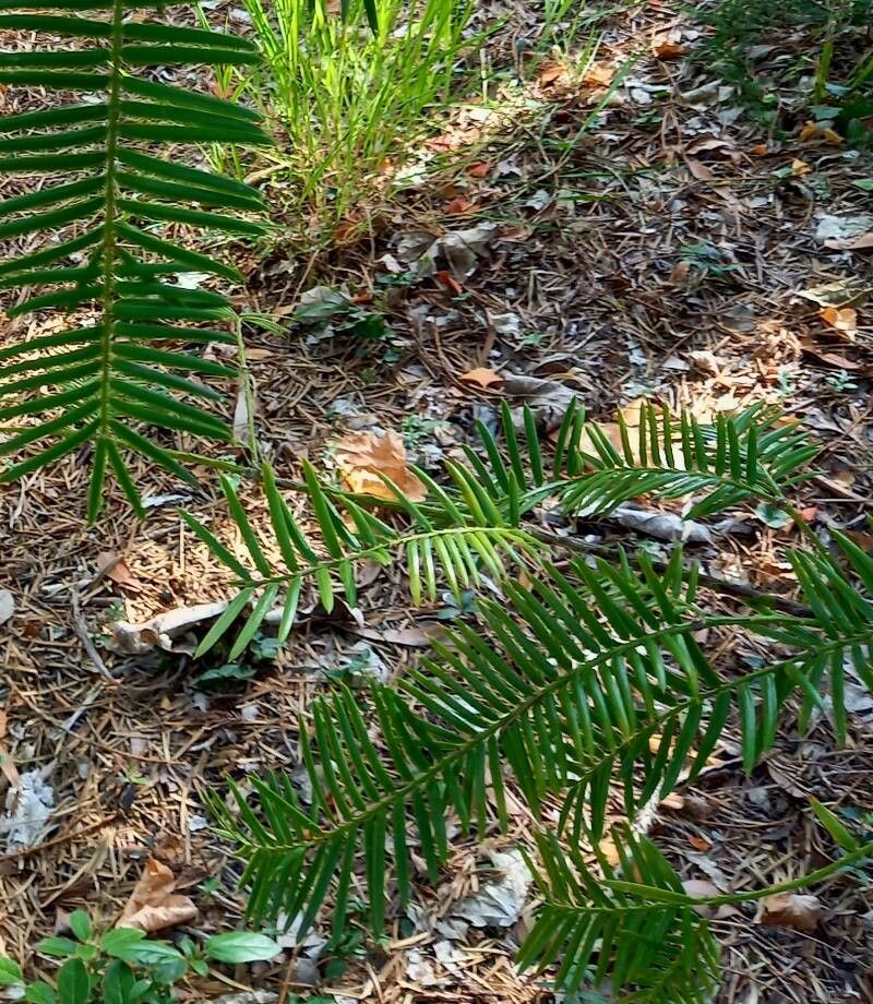 Torreya californica — search result for 'Taxaceae'