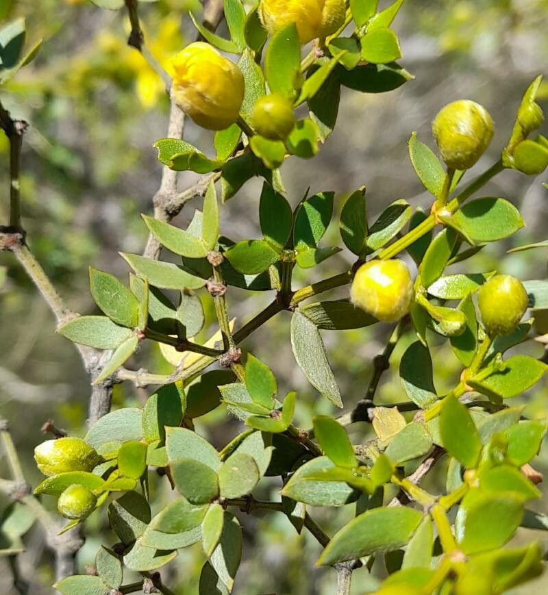Larrea divaricata — search result for 'Zygophyllaceae'