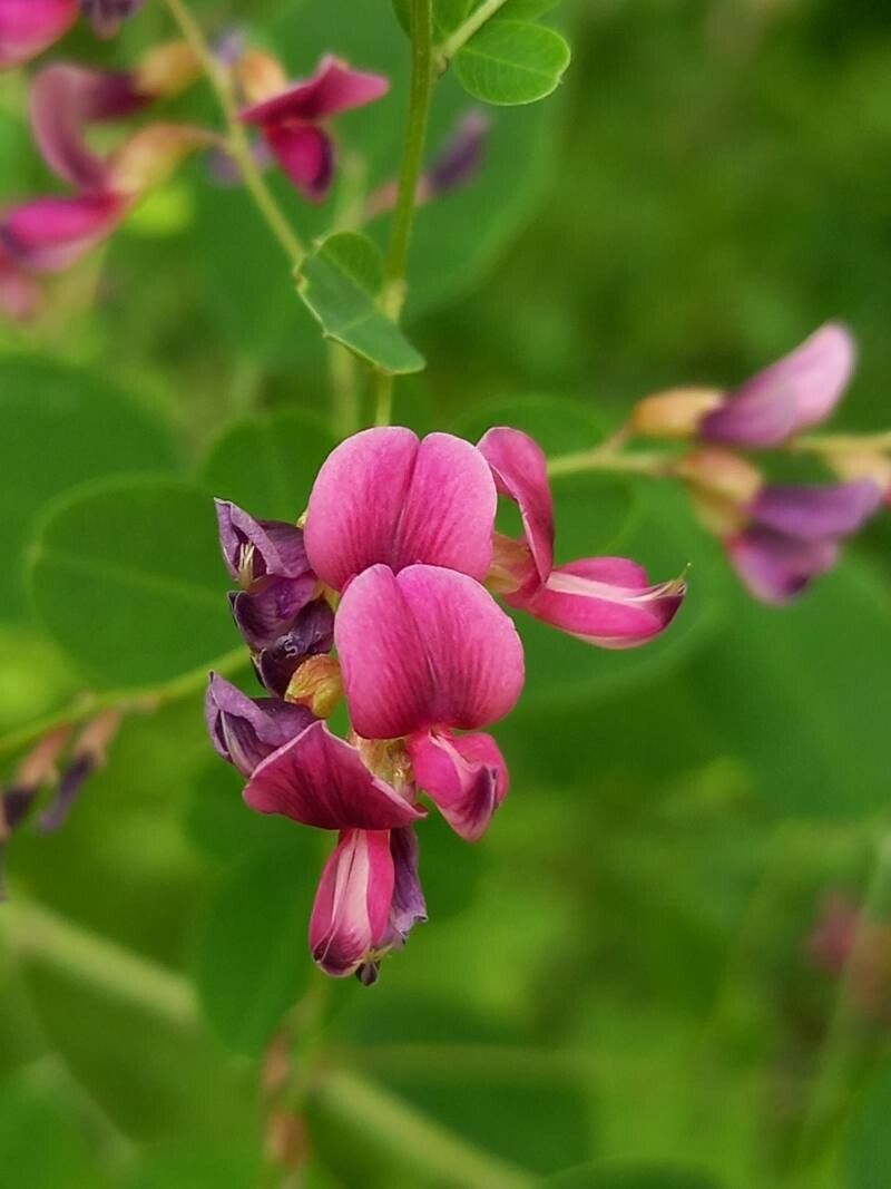 Lespedeza bicolor flower