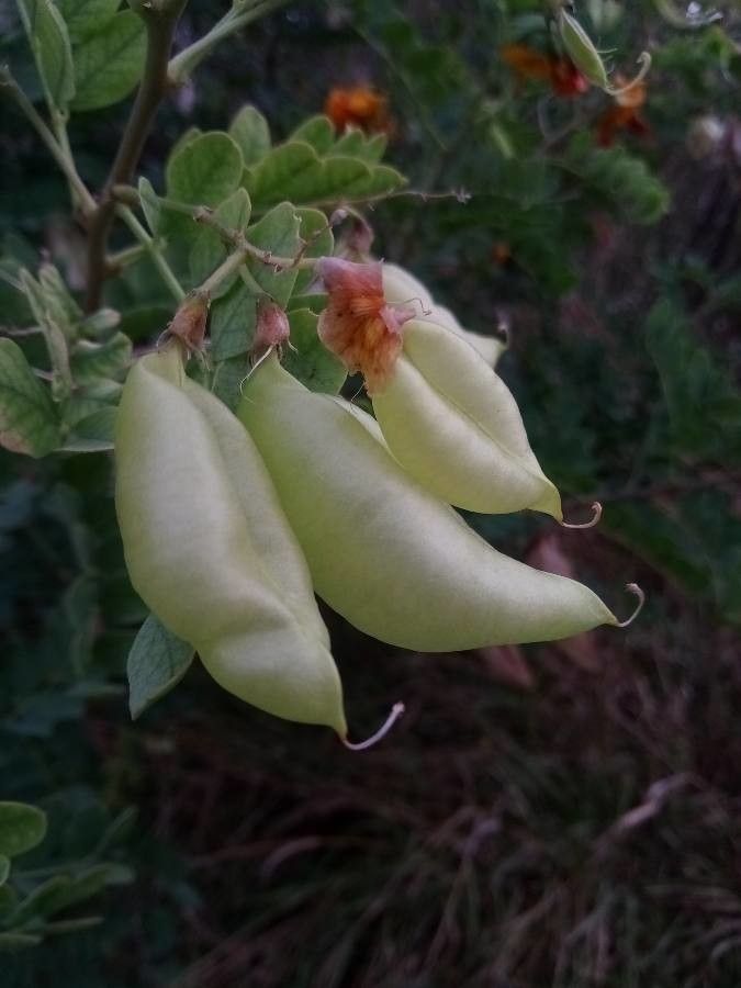 Colutea orientalis fruit