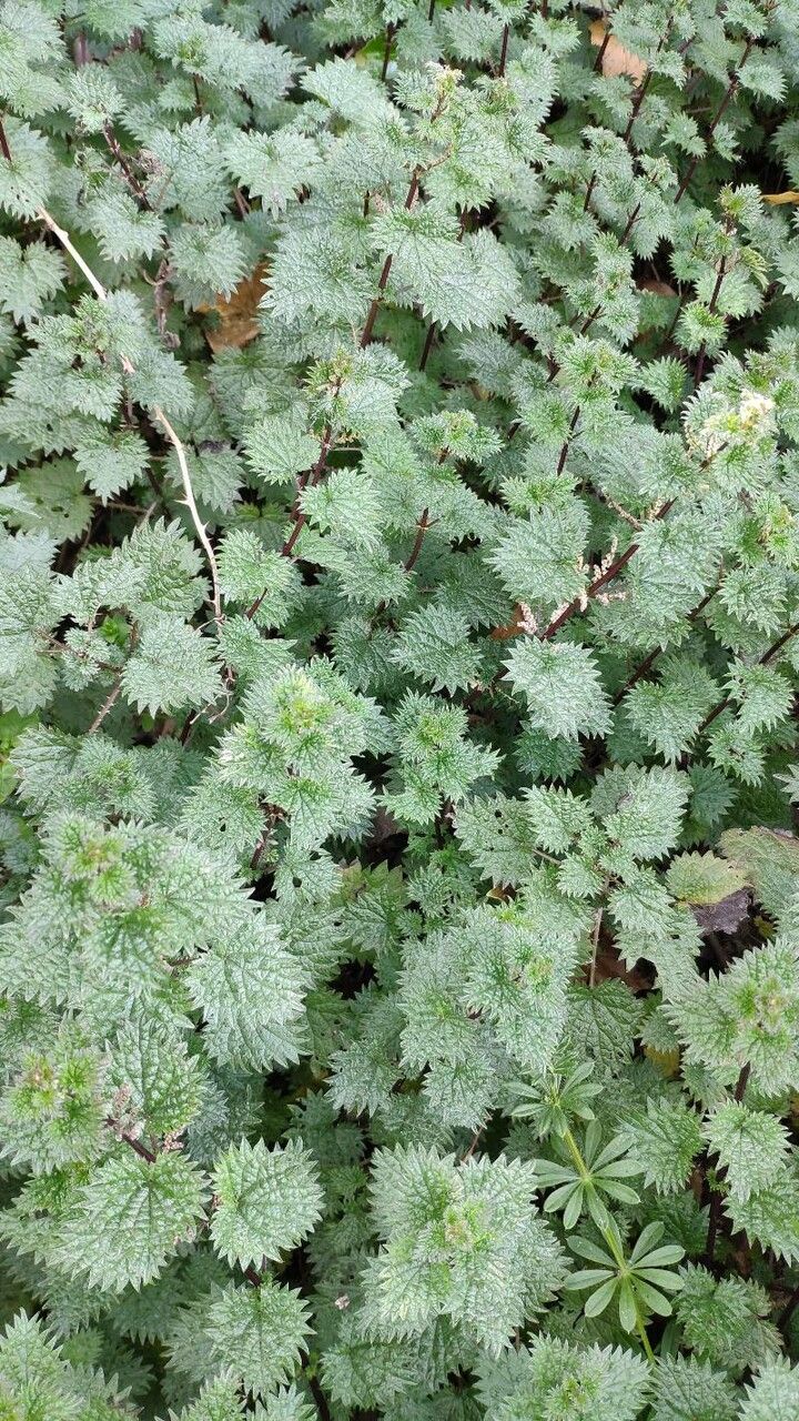 Urtica atrovirens leaf