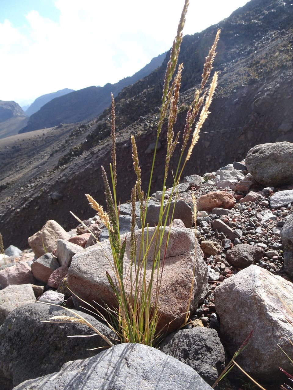 Agrostis virescens — houseplant care guide