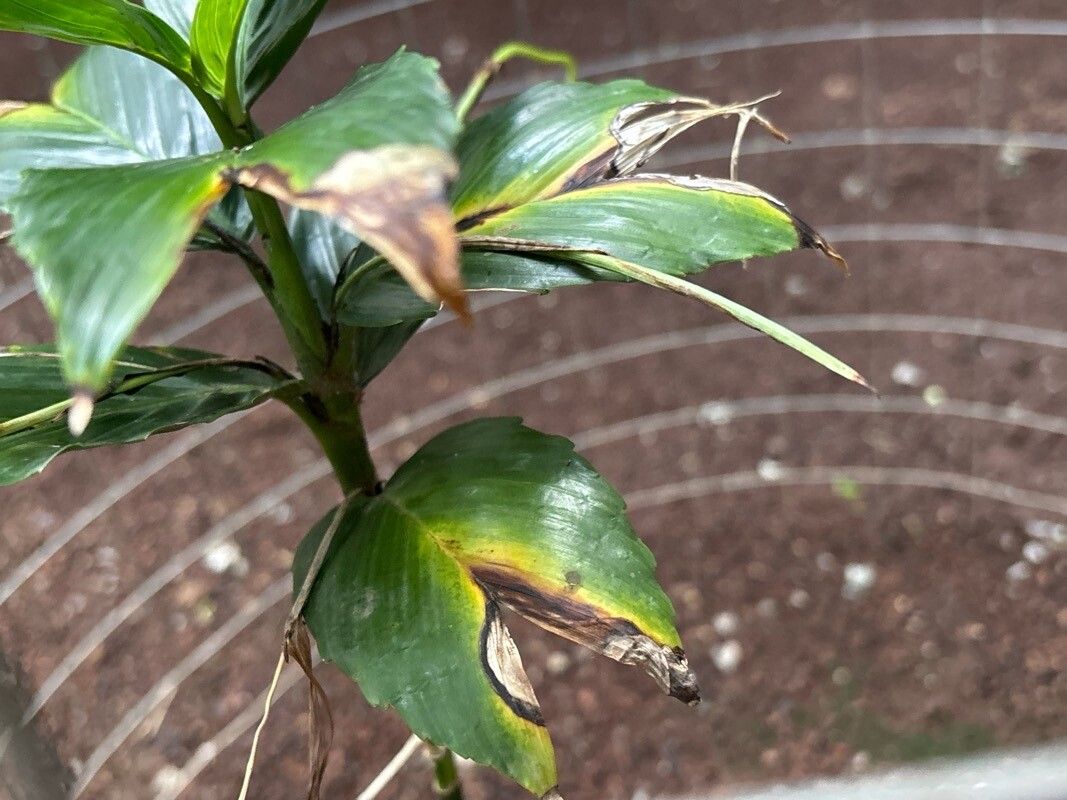 Chamaedorea geonomiformis leaf