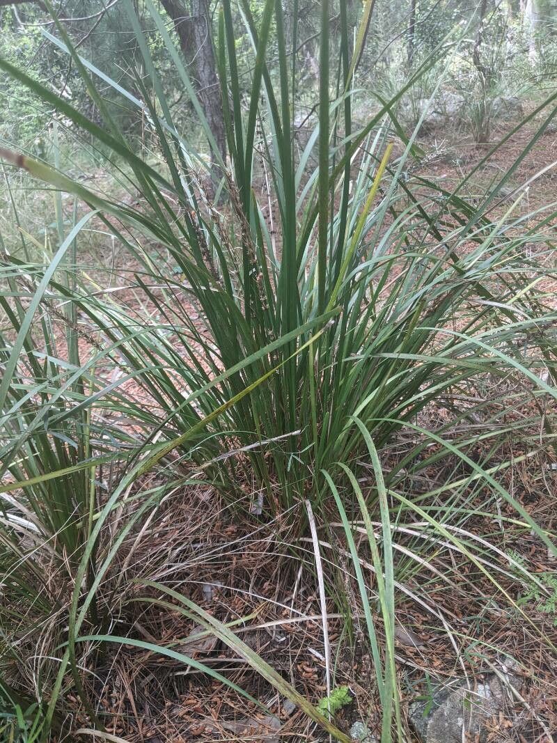 Lomandra longifolia — search result for 'Asparagaceae'
