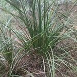 Lomandra longifolia