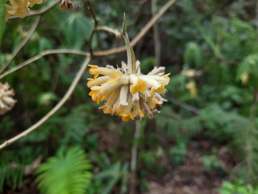 Edgeworthia gardneri flower