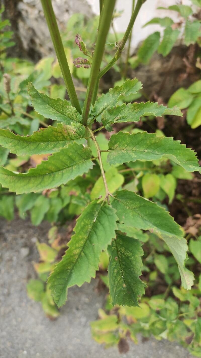 Sanguisorba canadensis leaf