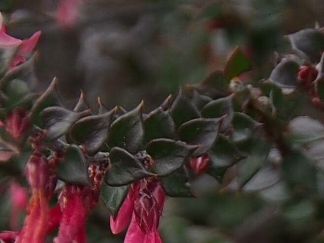 Epacris reclinata — search result for 'Fuchsia'