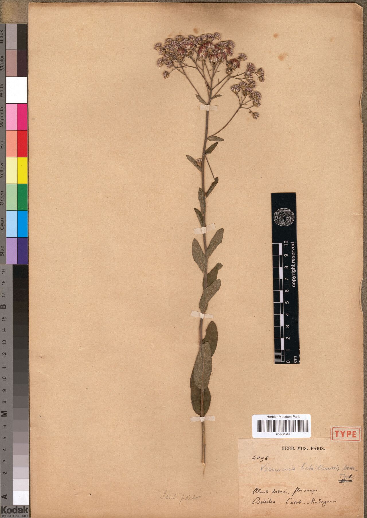 Vernonia betsilensis — houseplant care guide