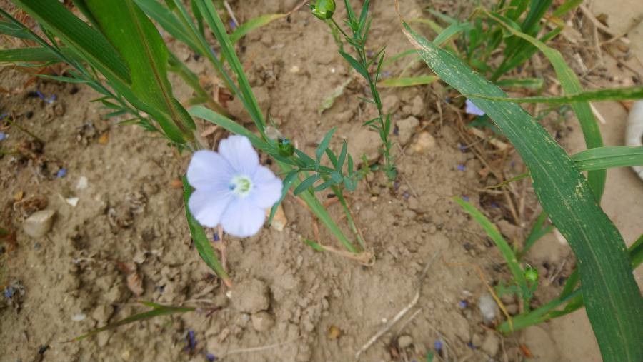 Linum pratense flower