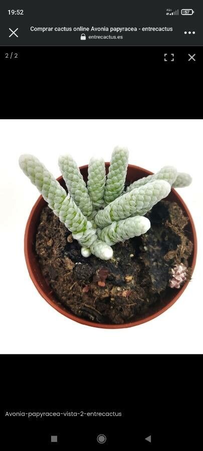 Anacampseros albissima leaf