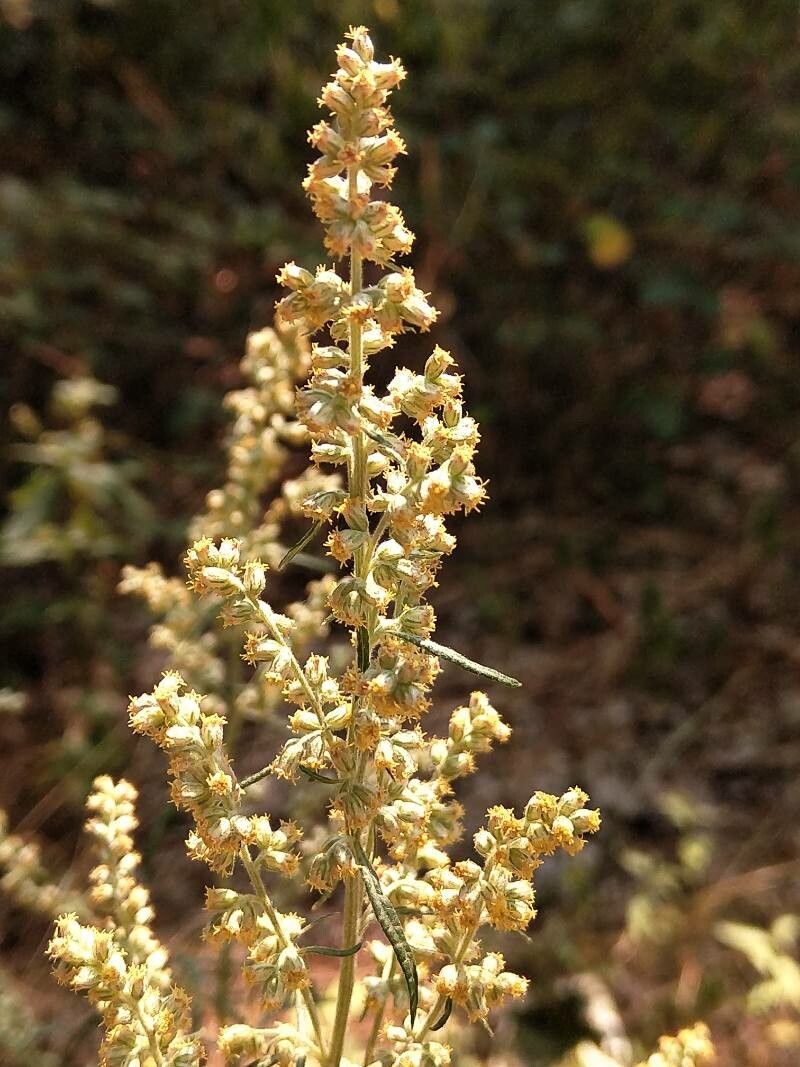 Ambrosia acanthicarpa flower