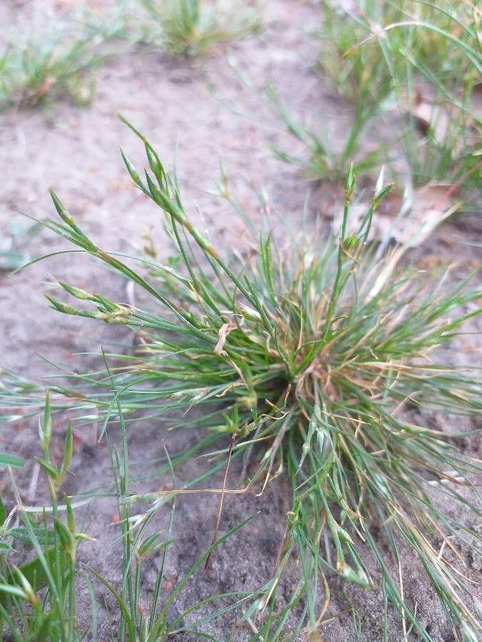 Juncus bufonius leaf