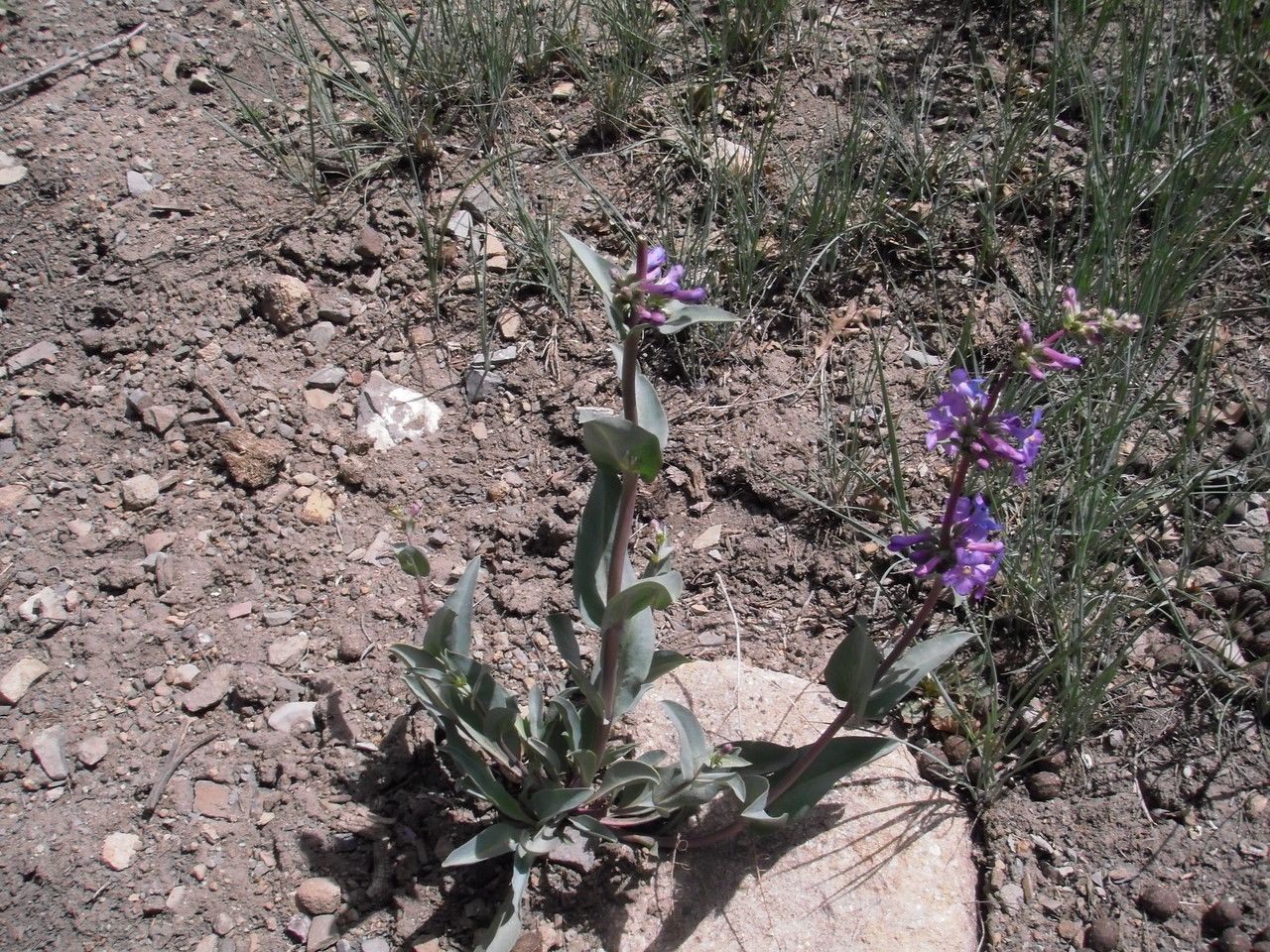 Penstemon osterhoutii habit