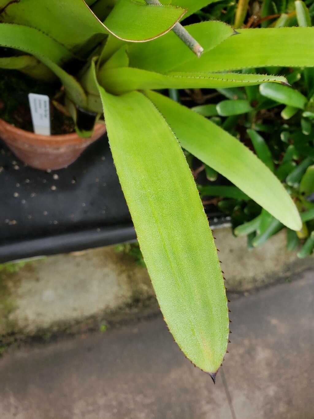 Aechmea dichlamydea — search result for 'Aechmea'