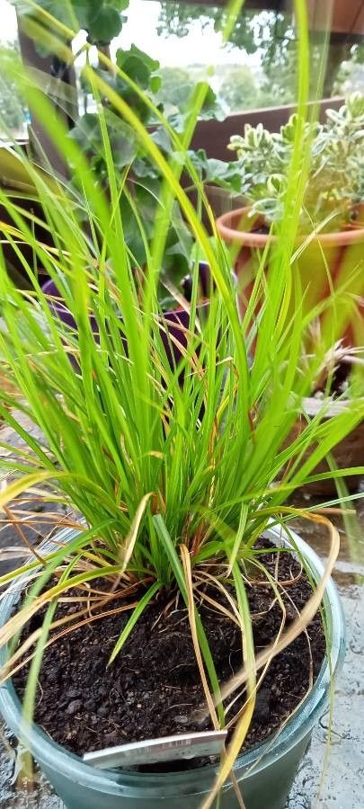 Carex humilis leaf
