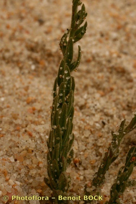 Linaria ficalhoana fruit