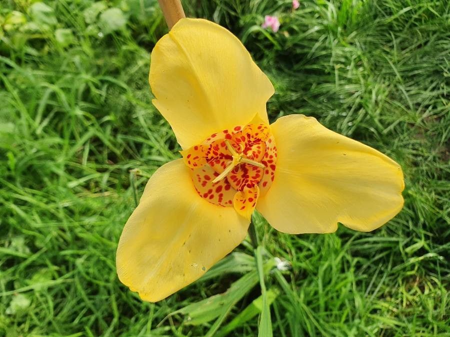 Tigridia pavonia flower