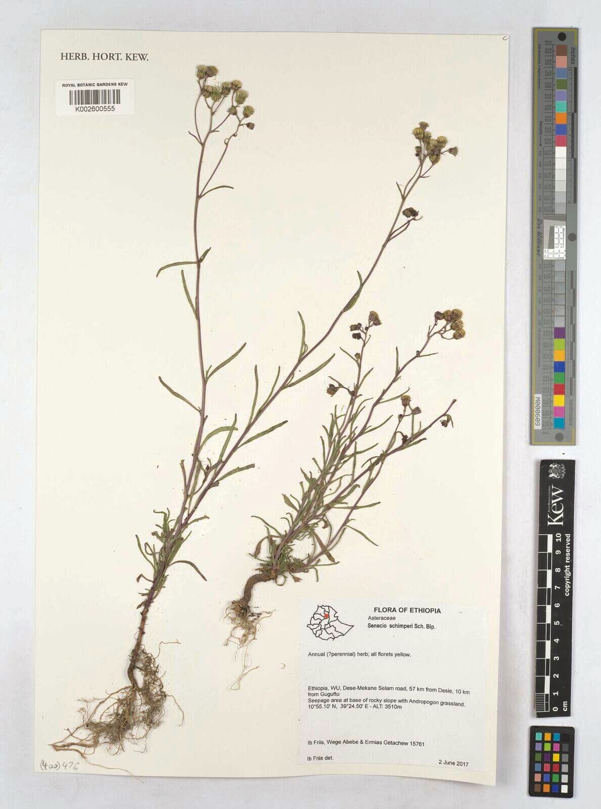 Senecio schimperi — houseplant care guide