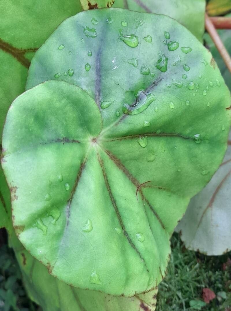 Begonia glandulosa leaf