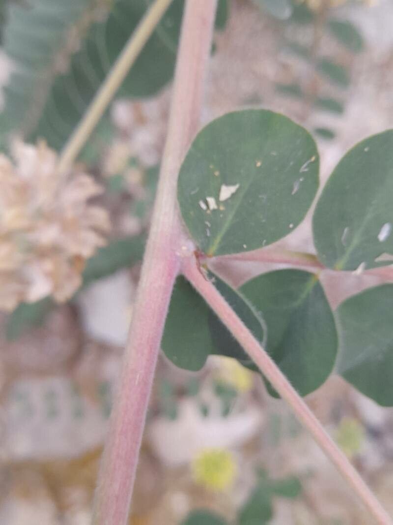 Astragalus obtusifolius bark