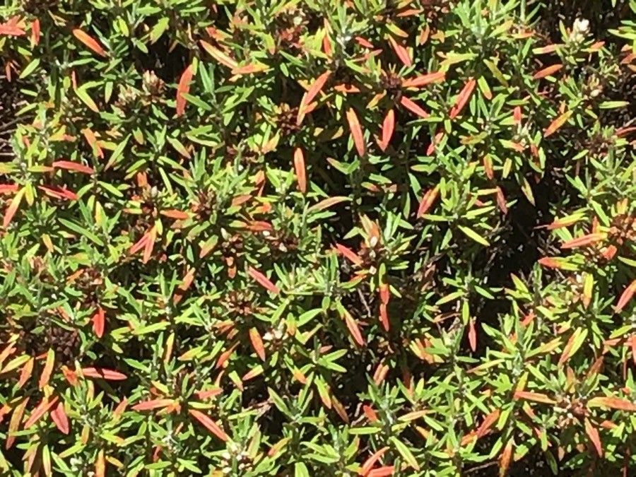 Polygonum paronychioides — houseplant care guide