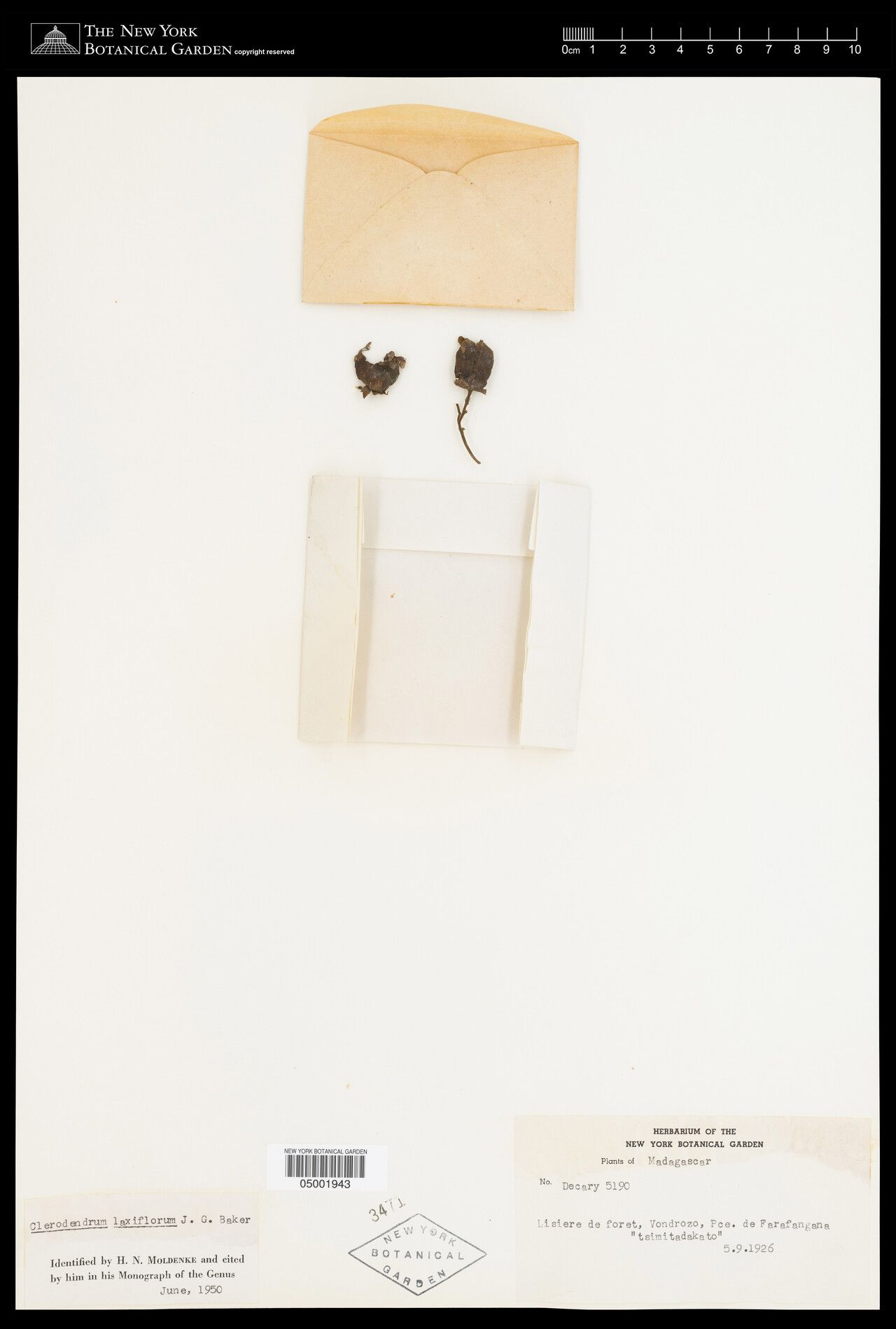 Clerodendrum laxiflorum — houseplant care guide