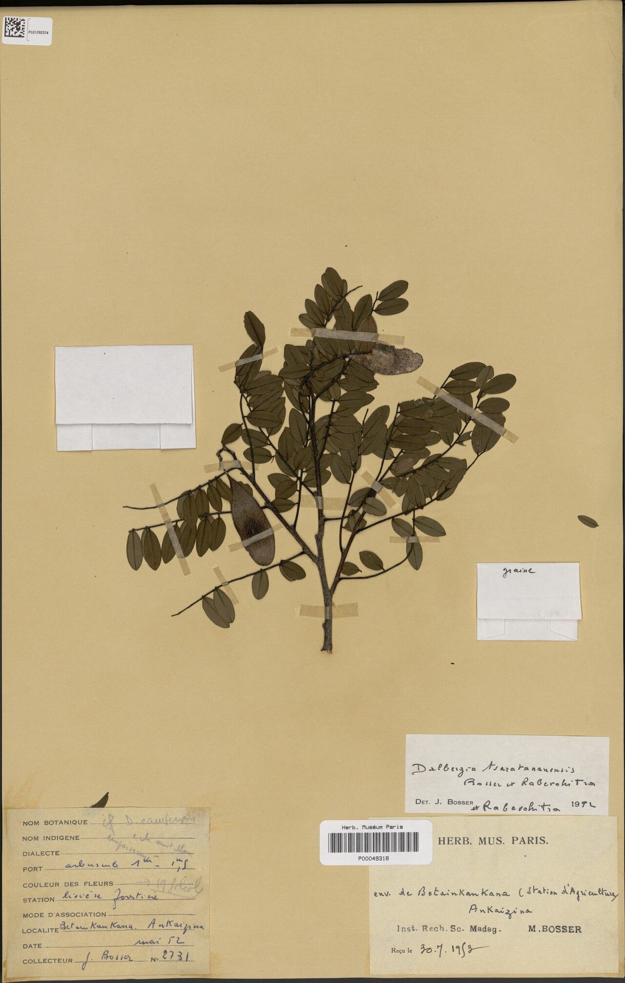 Dalbergia tsaratananensis — houseplant care guide