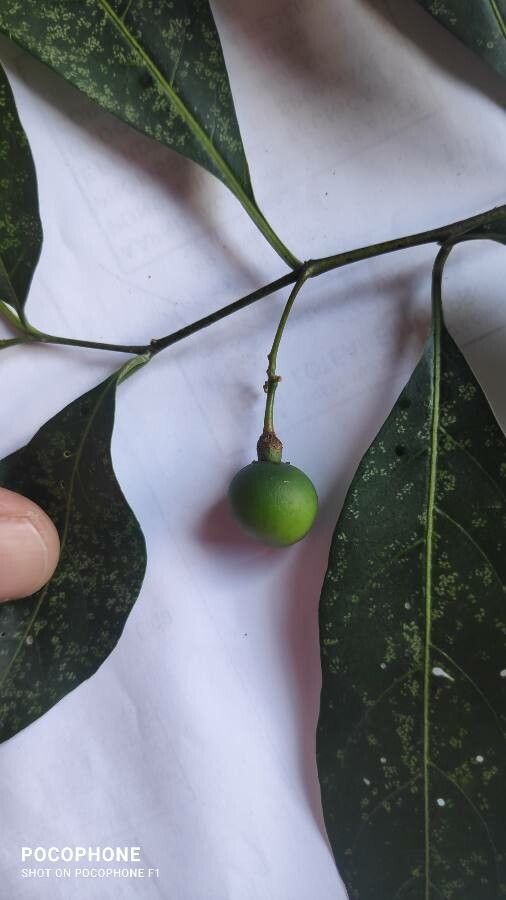 Solanum pabstii fruit