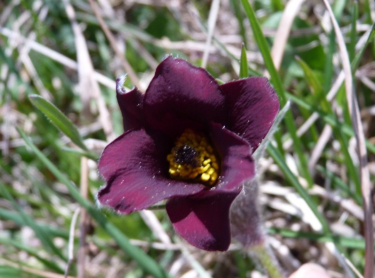 Anemone rubra flower