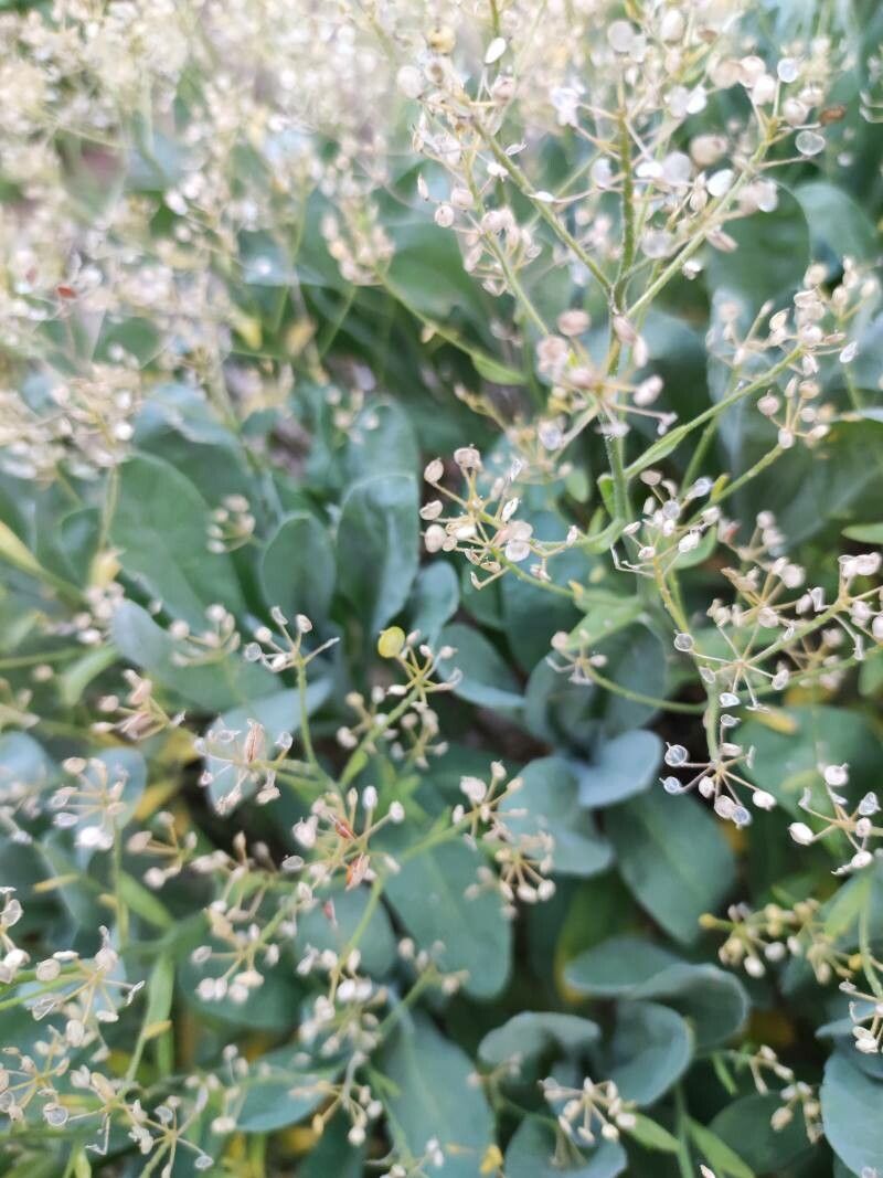 Aurinia saxatilis fruit