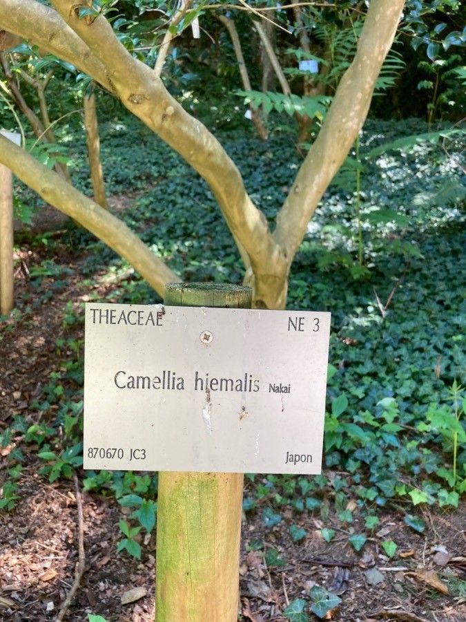 Camellia hiemalis other