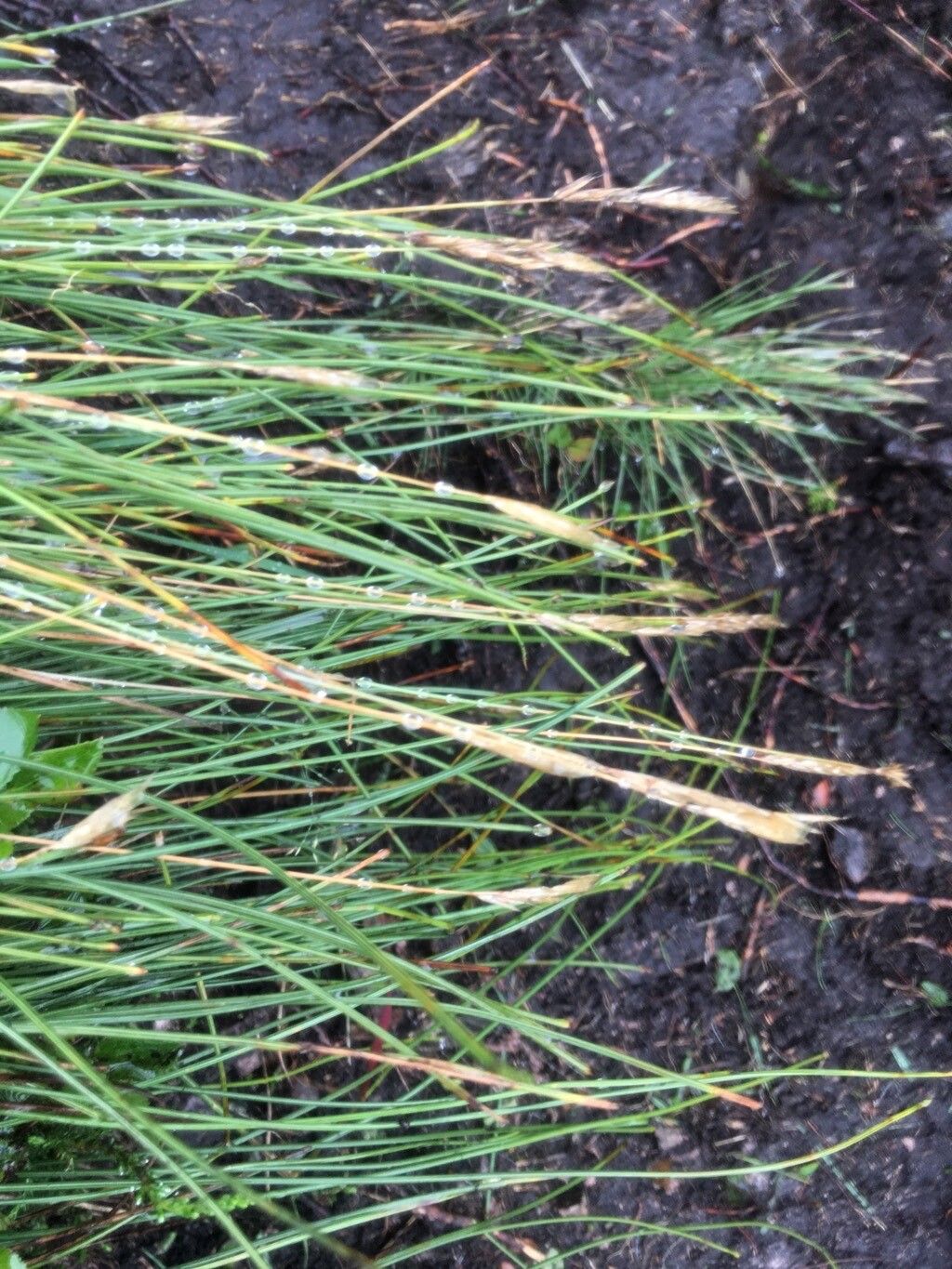 Eleocharis multicaulis fruit