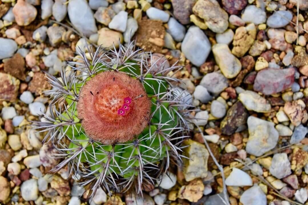 Melocactus intortus flower
