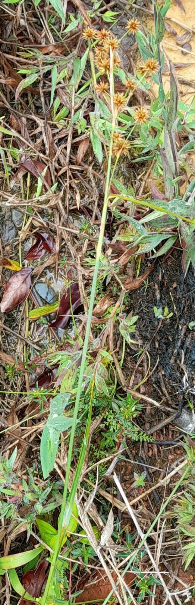 Rhynchospora holoschoenoides habit