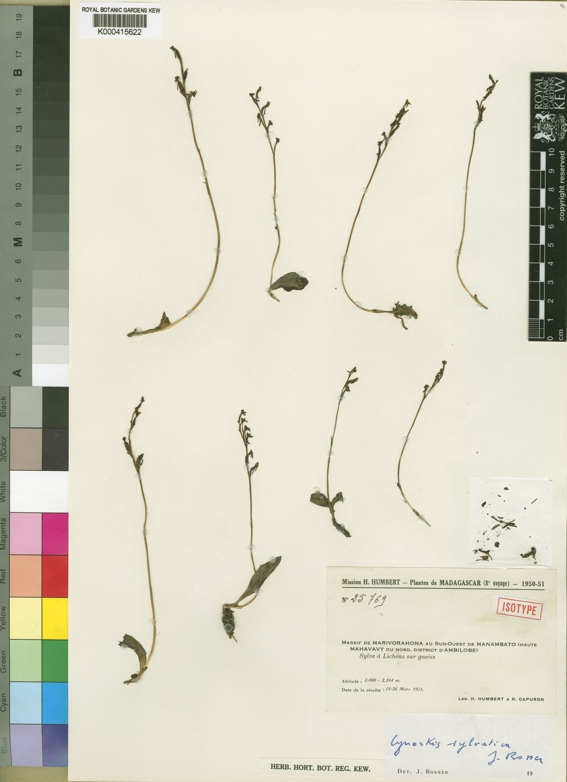 Cynorkis sylvatica — houseplant care guide
