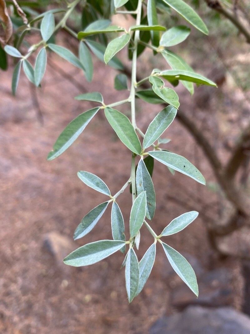 Chamaecytisus proliferus — search result for 'Cytisus'