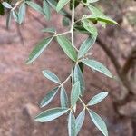 Chamaecytisus proliferus