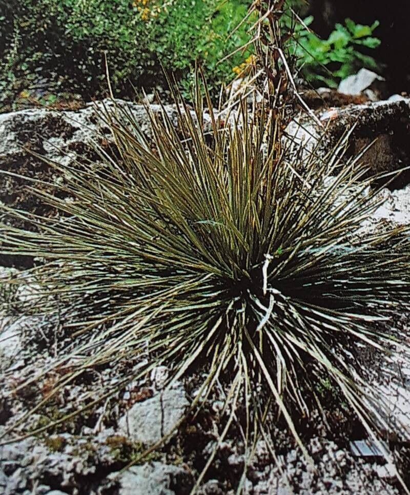 Aciphylla squarrosa habit