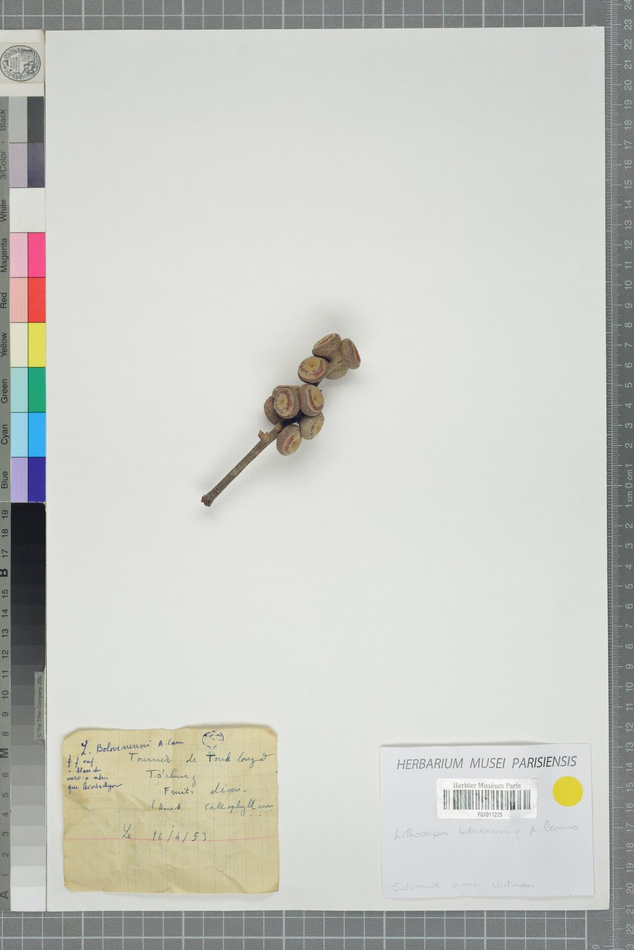 Lithocarpus bolovenensis — houseplant care guide