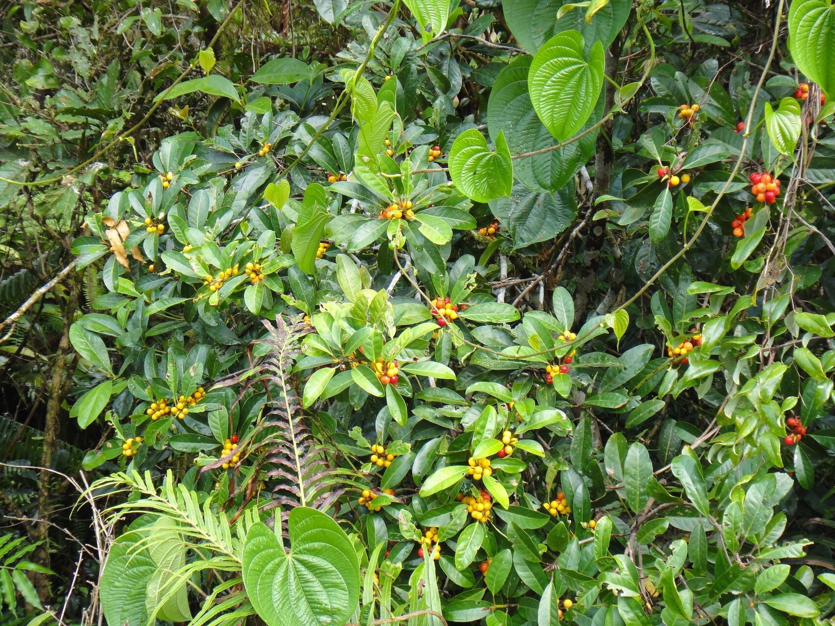 Ficus mutabilis habit