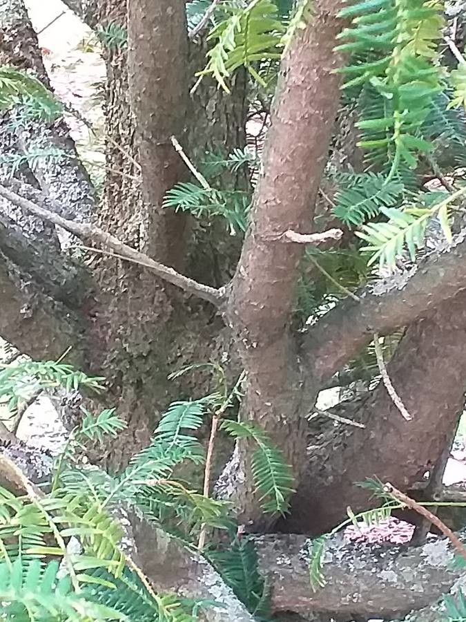 Torreya grandis bark